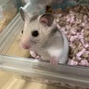 まろまろの画像