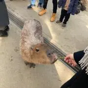 しゅん