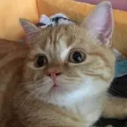 Tobyの画像