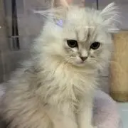 あい