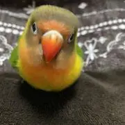 ちゃ−子