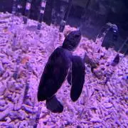 にこにこパンチ