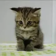 ぱんの画像