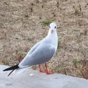 ルークの画像