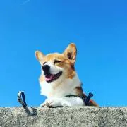 uhiの画像