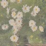 Rinkaの画像