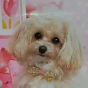 パール
