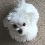 sappyの画像