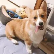 けるける