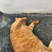 ねこみ