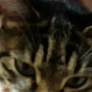 sanponekoの画像