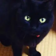 ✳︎黒猫✳︎古道具✳︎レトロ雑貨の画像
