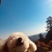 ペコの画像