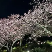 キケテの画像