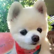 ♡ peach ♡の画像