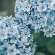 こあら(プロフあります。)の画像