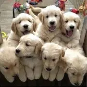 むーの画像