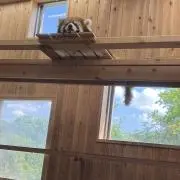 かみこの画像