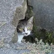 ミサ　プロフ必読の画像