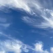 はなの画像
