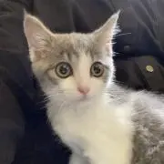 さやっくま