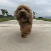 金澤
