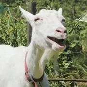 よっちゃんの画像