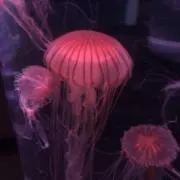 えだまめ