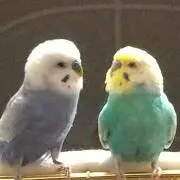 mato@発送は6/8以降の画像