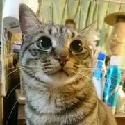Miruの画像