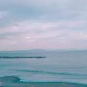 ぽぽの画像