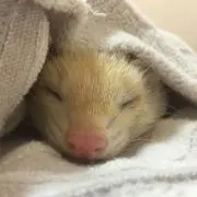 あんくろんの画像