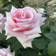 花日和