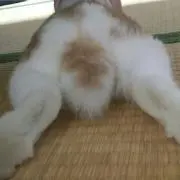 ここみるく