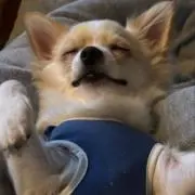 ポン太の画像