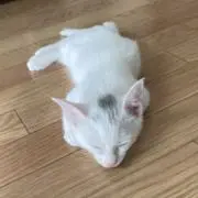 Akira Nakamuraの画像
