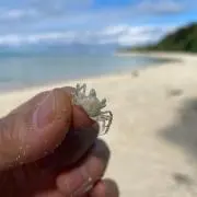 パンちゃんの画像