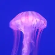 アイの画像