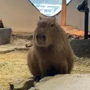 しみずの画像