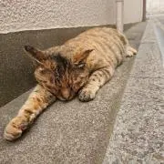 ねこつかいの画像
