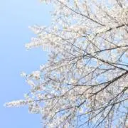 値下げ！未使用ポーチ付き メモリスト バイブル 【バック・ギャモン 