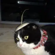 ユーユー