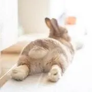 うさもこ❤️値下げ依頼OK・まとめ割ありの画像