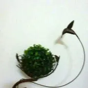 Image of tintan