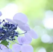 BDR529の画像