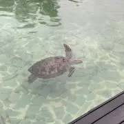 さくの画像