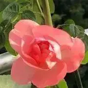 pinkの画像