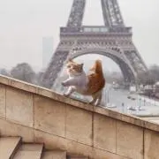 おいがつおの画像