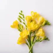 ☆フリージア☆土日祝日の発送休みの画像