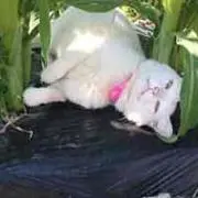 SU